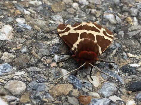 A picture of a tiger moth, with white and brown wings, on grey concrete.