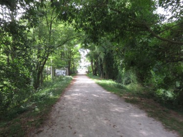 A wide tree-lined and shady path with a graffitied building on the left had side. 